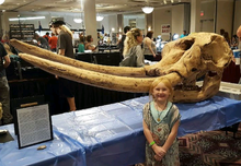 Load image into Gallery viewer, Mastodon skull cast replica Pleistocene. Ice Age