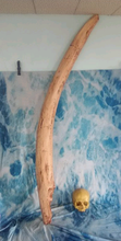 Load image into Gallery viewer, Mastodon skull cast replica Pleistocene. Ice Age