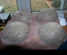 Load image into Gallery viewer, Dinosaur 4 egg nest Hadrosaur Saurolophus (12" Diameter Eggs) Replica Dinosaur Reproductions