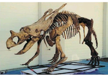 Load image into Gallery viewer, Chasmosaurus Skeleton cast replica dinosaur skull