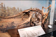 Load image into Gallery viewer, Chasmosaurus Skeleton cast replica dinosaur skull
