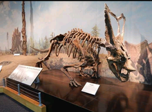 Load image into Gallery viewer, Chasmosaurus Skeleton cast replica dinosaur skull