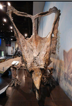 Load image into Gallery viewer, Chasmosaurus Skeleton cast replica dinosaur skull