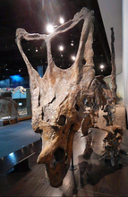 Load image into Gallery viewer, Chasmosaurus Skeleton cast replica dinosaur skull