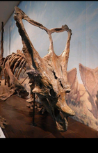 Load image into Gallery viewer, Chasmosaurus Skeleton cast replica dinosaur skull