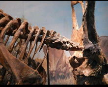 Load image into Gallery viewer, Chasmosaurus Skeleton cast replica dinosaur skull