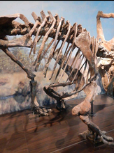 Load image into Gallery viewer, Chasmosaurus Skeleton cast replica dinosaur skull