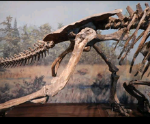 Load image into Gallery viewer, Chasmosaurus Skeleton cast replica dinosaur skull