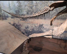 Load image into Gallery viewer, Chasmosaurus Skeleton cast replica dinosaur skull
