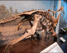 Load image into Gallery viewer, Chasmosaurus Skeleton cast replica dinosaur skull