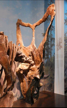 Load image into Gallery viewer, Chasmosaurus Skeleton cast replica dinosaur skull