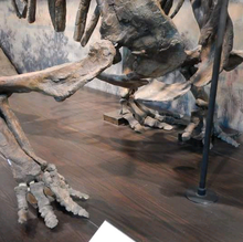 Load image into Gallery viewer, Chasmosaurus Skeleton cast replica dinosaur skull