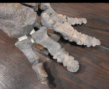 Load image into Gallery viewer, Chasmosaurus Skeleton cast replica dinosaur skull