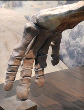 Load image into Gallery viewer, Chasmosaurus Skeleton cast replica dinosaur skull