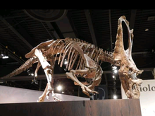 Load image into Gallery viewer, Chasmosaurus Skeleton cast replica dinosaur skull