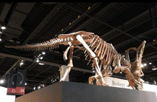 Load image into Gallery viewer, Chasmosaurus Skeleton cast replica dinosaur skull