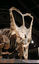 Load image into Gallery viewer, Chasmosaurus Skeleton cast replica dinosaur skull