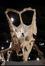 Load image into Gallery viewer, Chasmosaurus Skeleton cast replica dinosaur skull