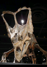 Load image into Gallery viewer, Chasmosaurus Skeleton cast replica dinosaur skull