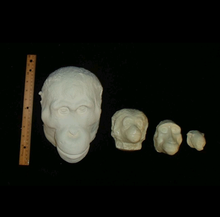 画像をギャラリービューアに読み込む, Baboon (Papio ursinus), female death cast replica Life cast