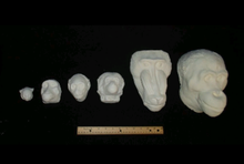 画像をギャラリービューアに読み込む, Baboon (Papio ursinus), female death cast replica Life cast