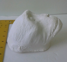 Charger l'image dans la galerie, Patas Monkey death cast replica Life cast