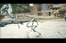 Load image into Gallery viewer, Pachycephalosaurus Stegoceras validum skeleton cast replica