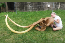 Charger l'image dans la galerie, Mammoth Skull cast replica #1 with tusks Pleistocene. Ice Age