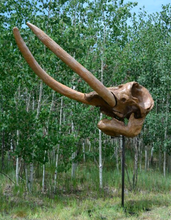 Charger l'image dans la galerie, Deluxe Mastodon skull cast replica Pleistocene. Ice Age