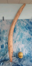 Charger l'image dans la galerie, Deluxe Mastodon skull cast replica Pleistocene. Ice Age