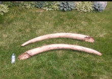Load image into Gallery viewer, Mastodon skull cast replica Pleistocene. Ice Age