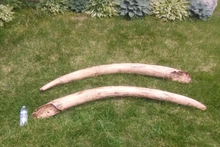 Charger l'image dans la galerie, Mastodon tusk cast replica Pleistocene. Ice Age