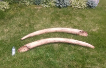 Charger l'image dans la galerie, Deluxe Mastodon skull cast replica Pleistocene. Ice Age