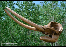 Charger l'image dans la galerie, Deluxe Mastodon skull cast replica Pleistocene. Ice Age