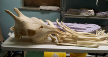 Charger l'image dans la galerie, Giraffe 14 ft tall female giraffe skeleton