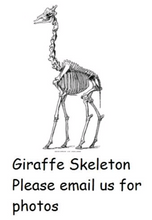 Charger l'image dans la galerie, Giraffe 14 ft tall female giraffe skeleton