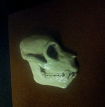 Load image into Gallery viewer, Aegyptopithecus profile skull cast replica Hominid skull cast replicas