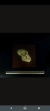 Load image into Gallery viewer, Aegyptopithecus profile skull cast replica Hominid skull cast replicas