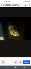 Load image into Gallery viewer, Aegyptopithecus profile skull cast replica Hominid skull cast replicas