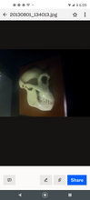 Load image into Gallery viewer, Aegyptopithecus profile skull cast replica Hominid skull cast replicas