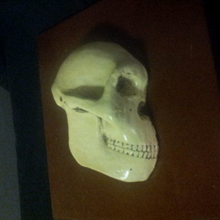 Load image into Gallery viewer, Aegyptopithecus profile skull cast replica Hominid skull cast replicas