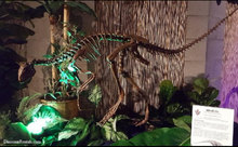 Cargar imagen en el visor de la galería, Rent a Dinosaur: Othneilia Nanosaurus rex dinosaur skeleton cast replica