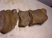 Load image into Gallery viewer, Hadrosaurus:. Mary Ann the Hadrosaur