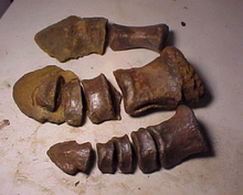 Load image into Gallery viewer, Hadrosaurus:. Mary Ann the Hadrosaur