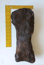 Load image into Gallery viewer, Triceratops: Giant Triceratops toe (metatarsal)