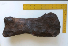 Load image into Gallery viewer, Triceratops: Giant Triceratops toe (metatarsal)