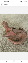 画像をギャラリービューアに読み込む, Psittacosaur Dinosaur Replica 14" Dinosaur skeleton cast in matrix