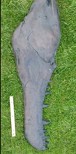 画像をギャラリービューアに読み込む, Tyrannosaurus Rex Jaw Mandible cast replica
