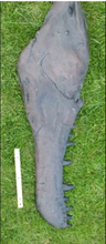 画像をギャラリービューアに読み込む, Tyrannosaurus Rex Jaw Mandible cast replica