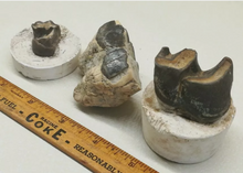 Laden Sie das Bild in den Galerie-Viewer, Brontotherium Titanothere Brontotherium Megacerops Fossilized Teeth, Fossil Teeth Brontotheriidae